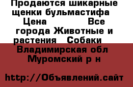 Продаются шикарные щенки бульмастифа › Цена ­ 45 000 - Все города Животные и растения » Собаки   . Владимирская обл.,Муромский р-н